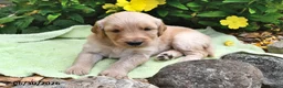 Goldendoodle dogs for sale: Caramel - Ad 3