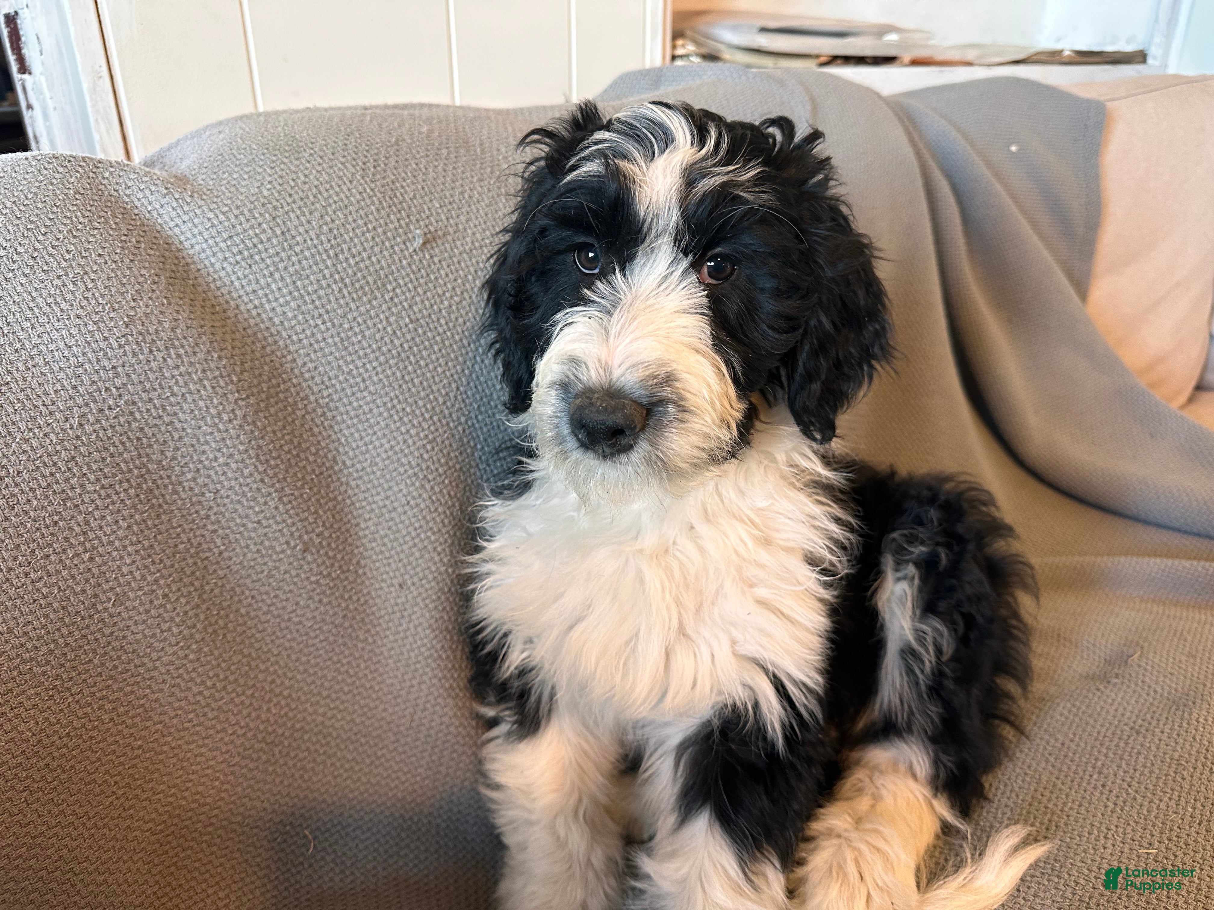 Aussiedoodle dogs Ruby - Ad 8