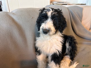 Aussiedoodle dogs Ruby - Ad 8