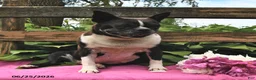 Boston Terrier dogs for sale: Ikey - Ad 4
