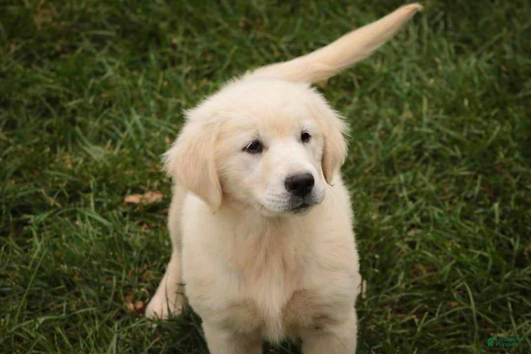 Golden Retriever dogs Chloe - AKC  - Ad 2
