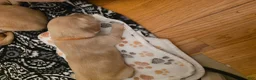 Golden Retriever dogs for sale: Orange - Ad 1