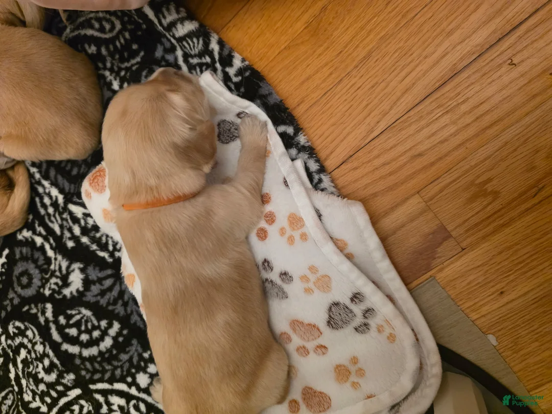 Golden Retriever dogs for sale: Orange - Ad 1