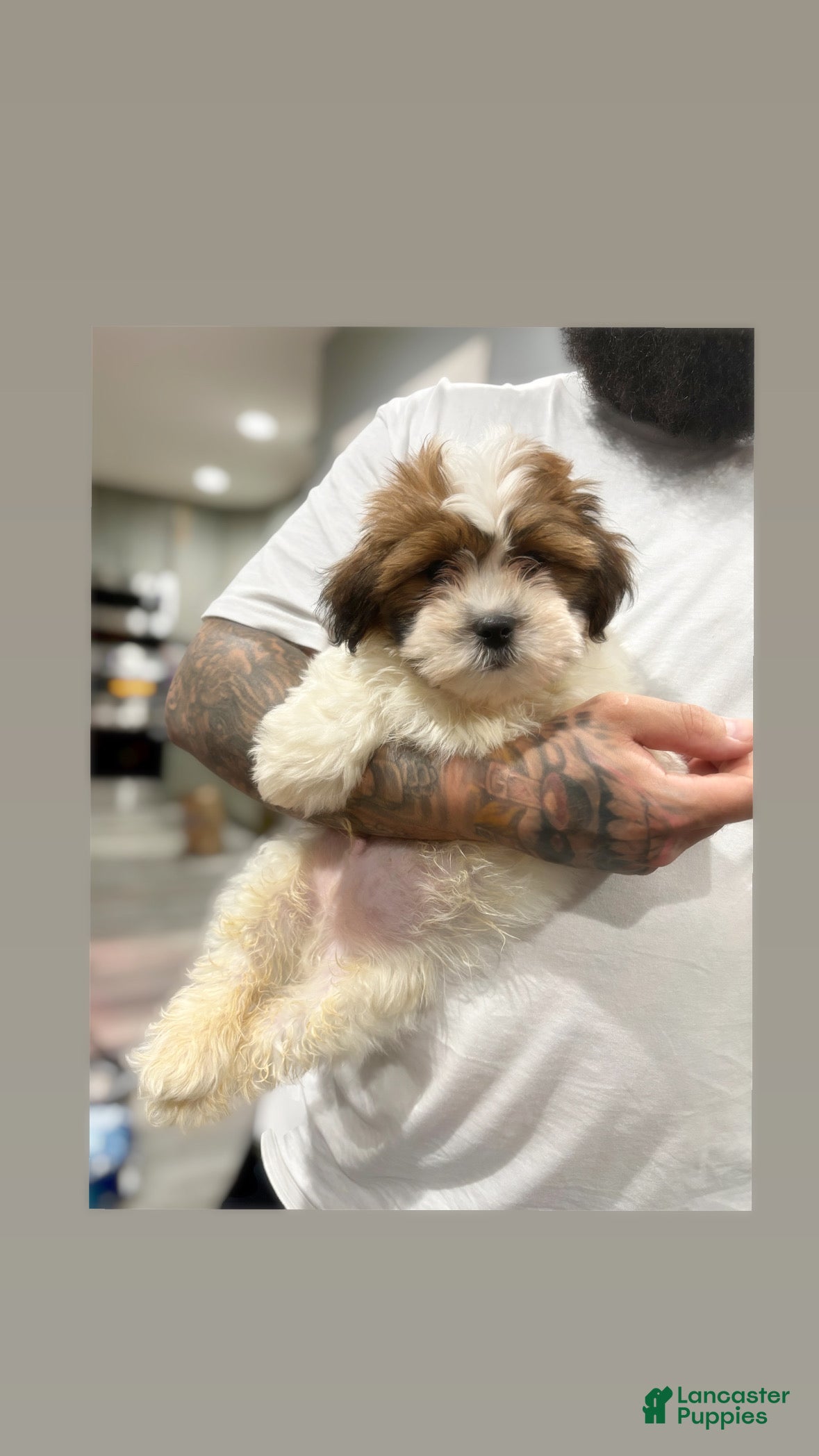 Teddy Bear dogs Teddy Bear  - Ad 1