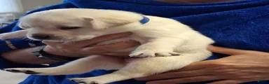 Royal Collar