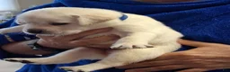 Labrador Retriever dogs for sale: Royal Collar - Ad 1