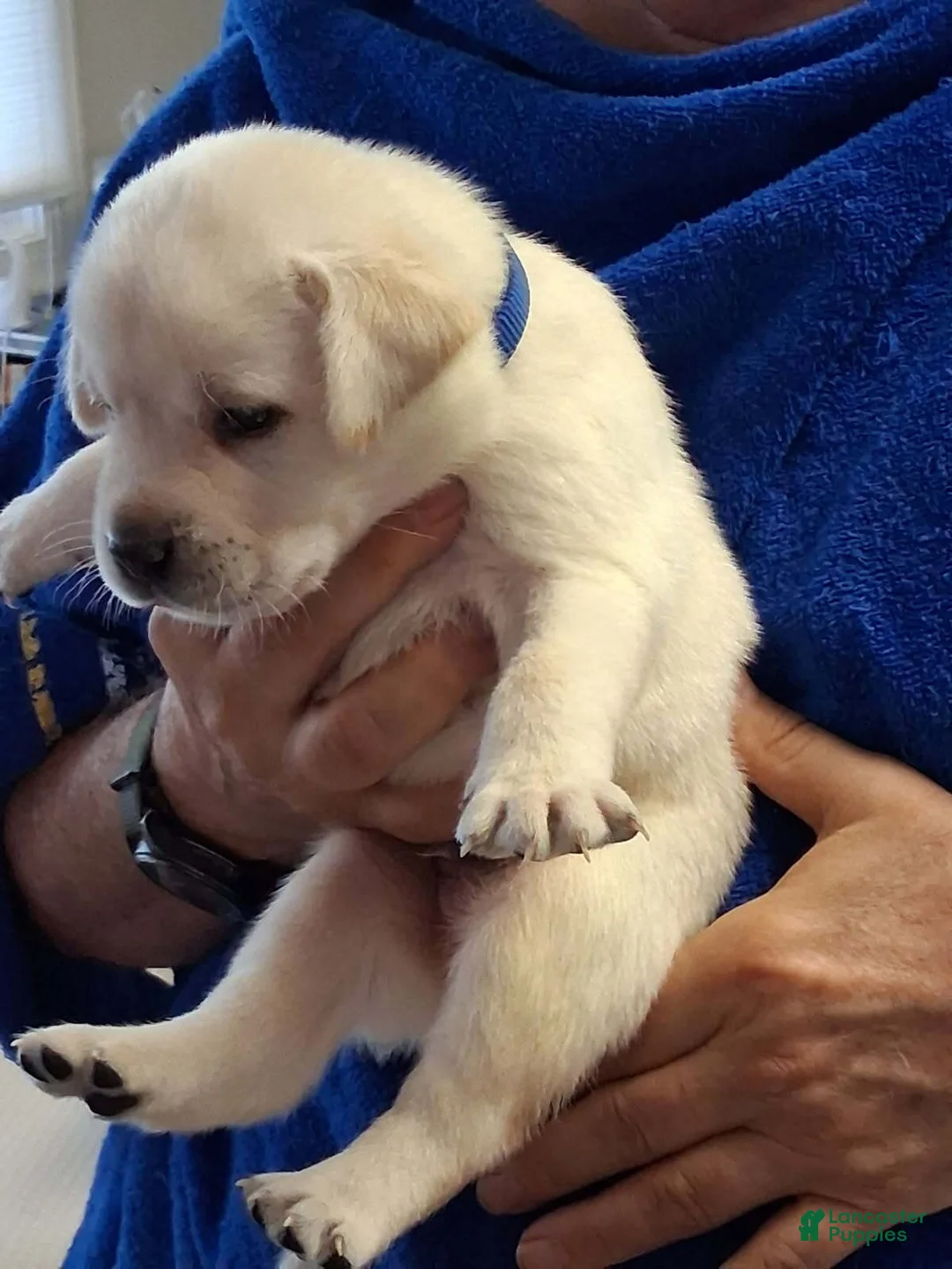 Labrador Retriever dogs for sale: Royal Collar - Ad 1