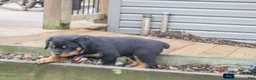 Rottweiler dogs for sale: Flynn - Ad 4