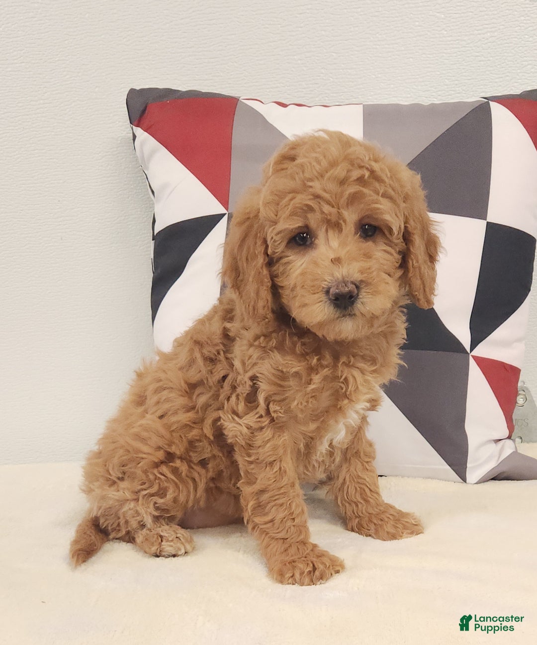 Mini Goldendoodle dogs for sale: Diane Mini Goldendoodle Puppy 1 - Ad 2