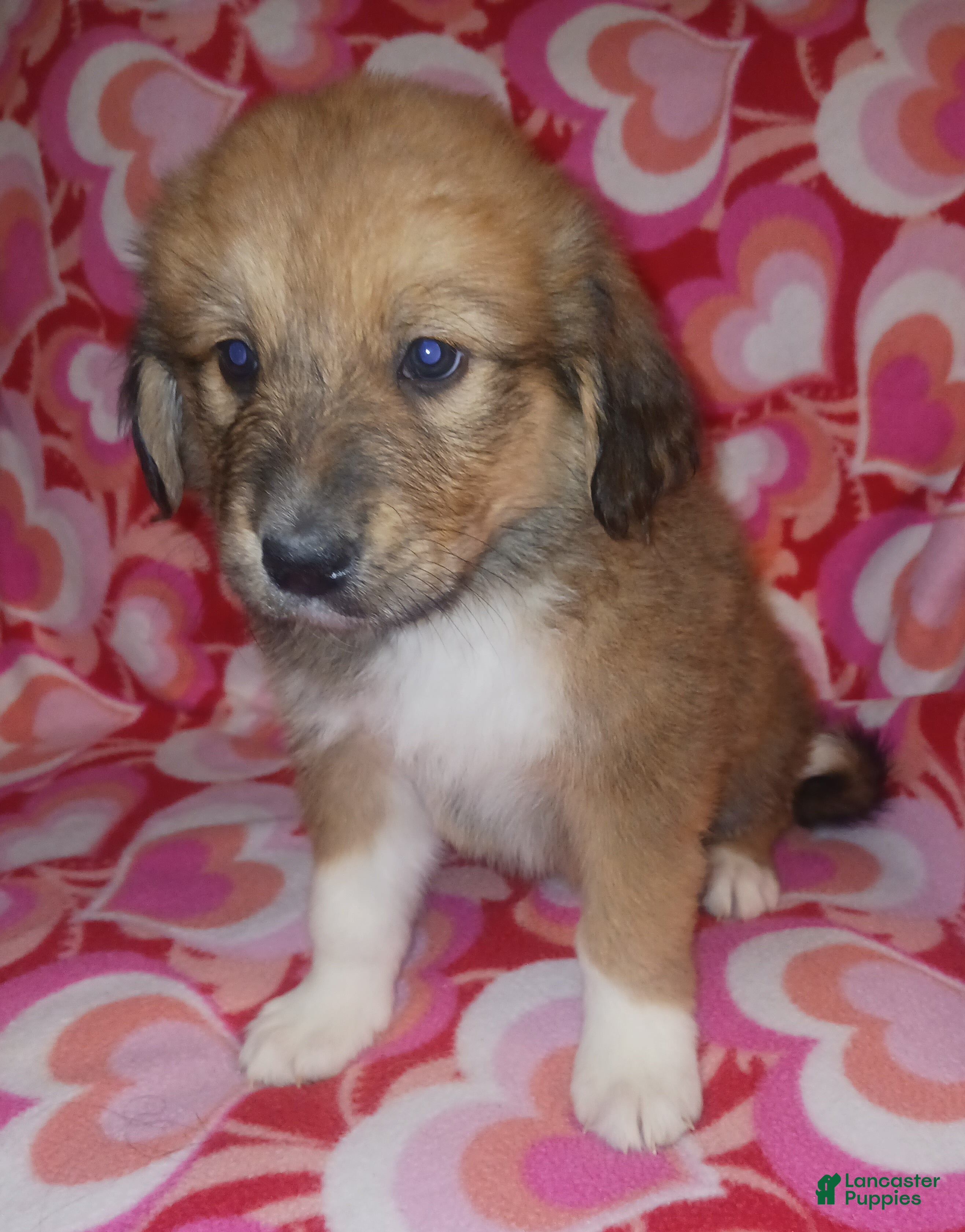 Mixed Breed dogs Piper - Ad 31