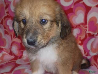 Mixed Breed dogs Piper - Ad 29