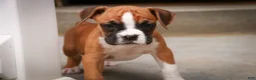 Boxer dogs for sale: Zoey - Ad 6