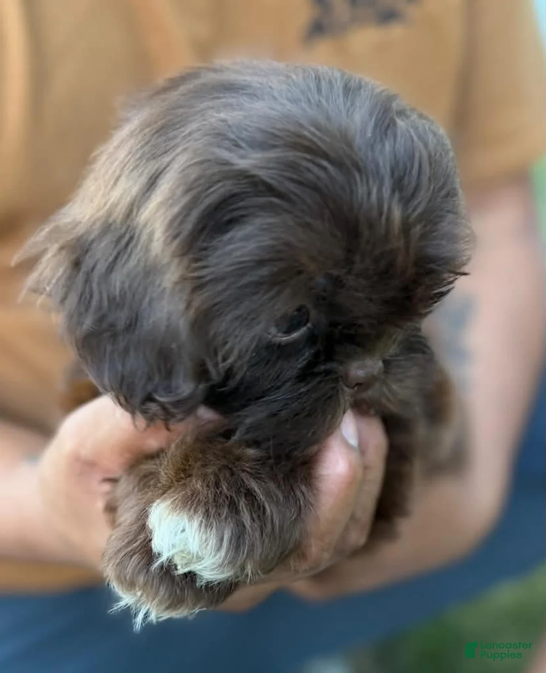 Shih Tzu dogs for sale: Shih Tzu 1 Nico - Ad 2