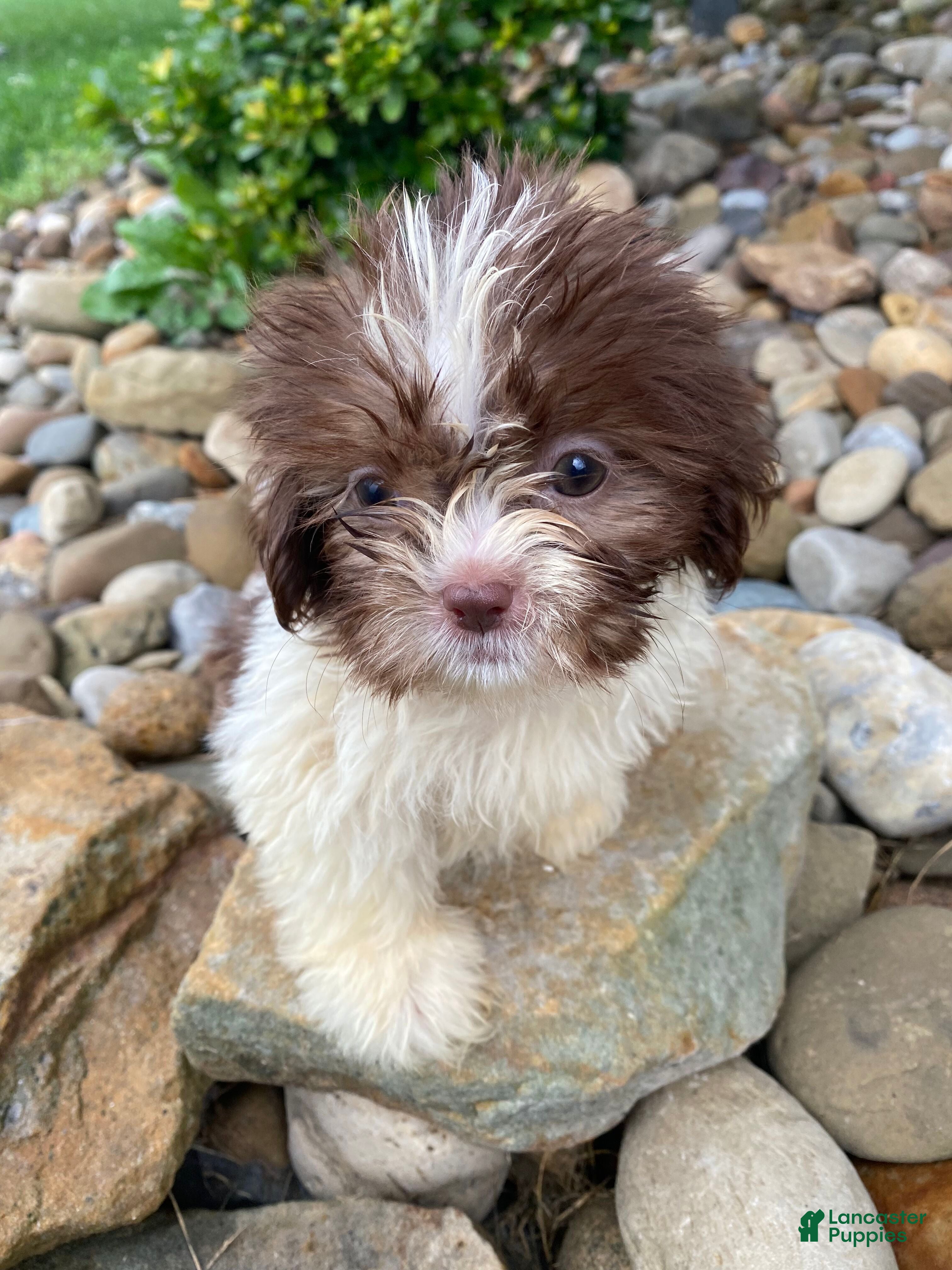 Shih Tzu dogs Betty - Ad 1