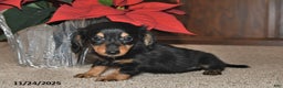 Miniature Dachshund dogs for sale: Preston - Ad 2
