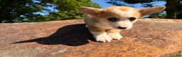 Welsh Corgi Pembroke dogs for sale: Lucy - Ad 21