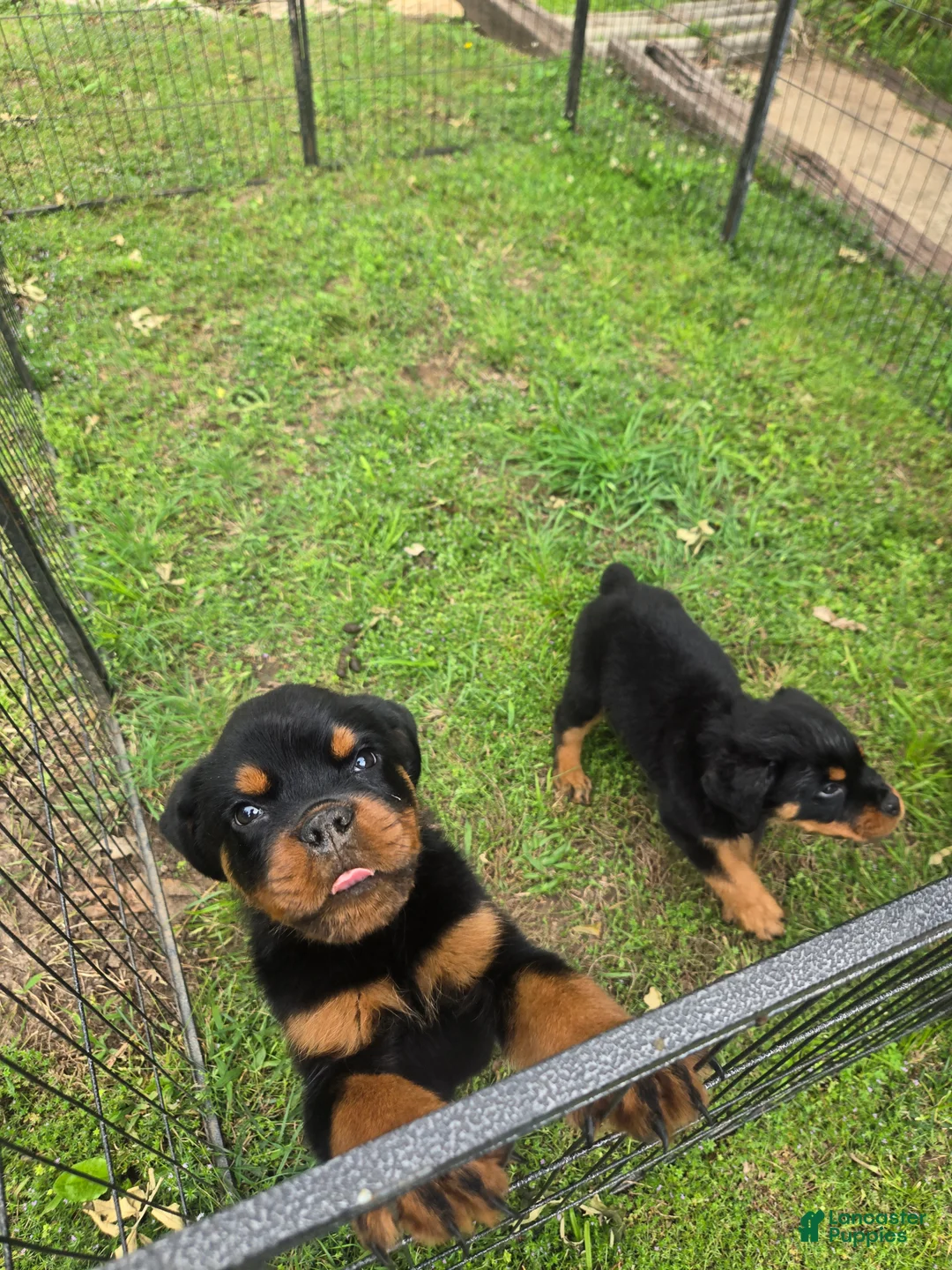 Rottweiler dogs for sale: Rottweiler Puppy 3 - Ad 2