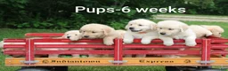 Golden Retriever dogs for sale: Golden Retriever 5 - Ad 8