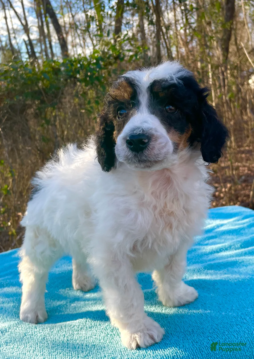 Standard Poodle dogs for sale: Pupper - Ad 1