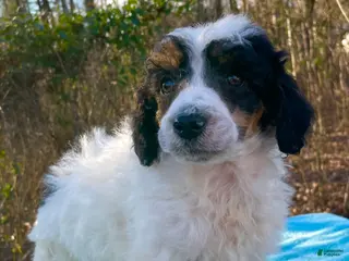 Standard Poodle dogs Pupper - Ad 20