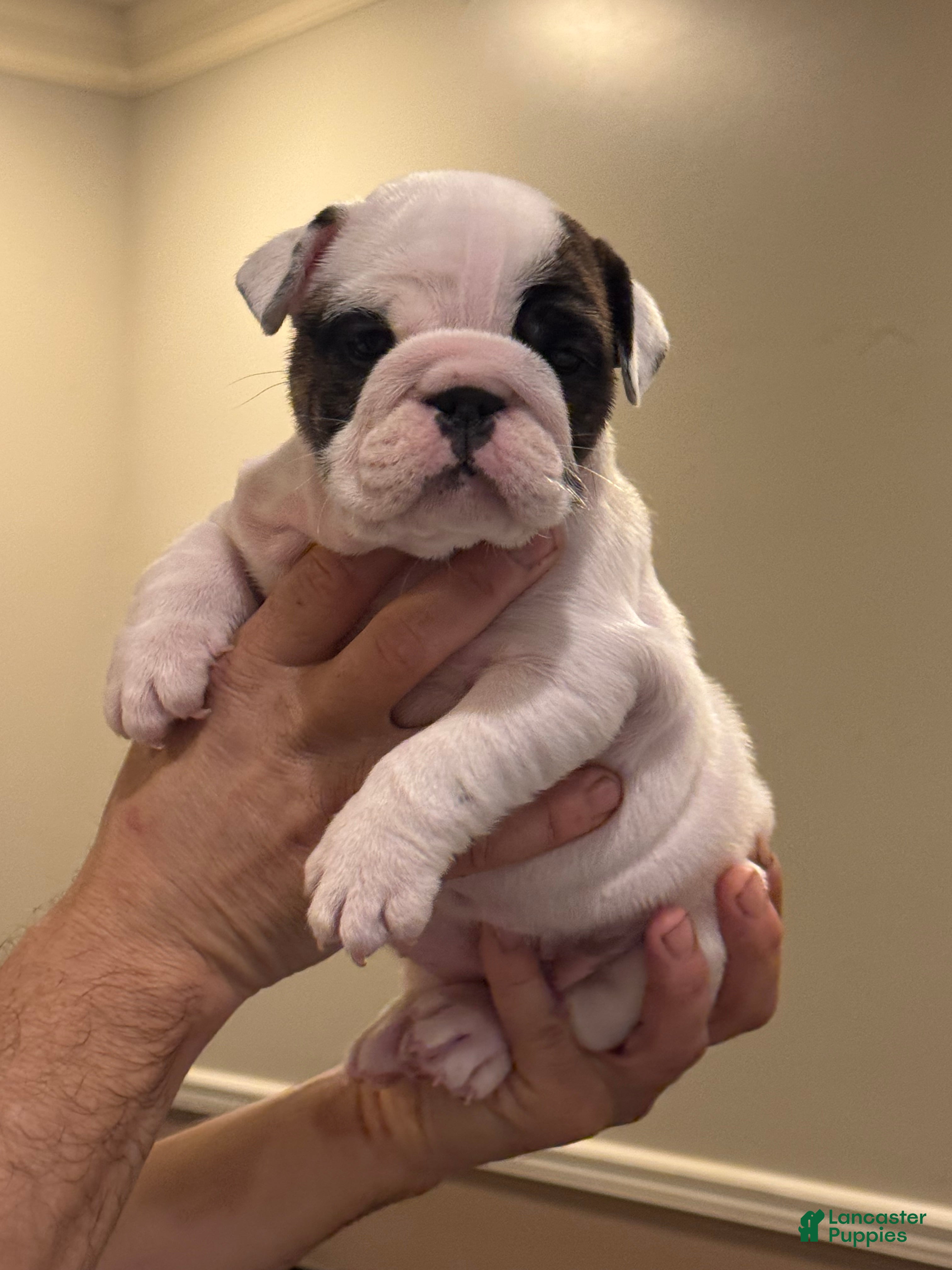 English Bulldog dogs for sale: English Bulldog 3 - Ad 4