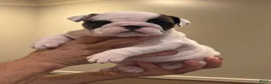 English Bulldog 3