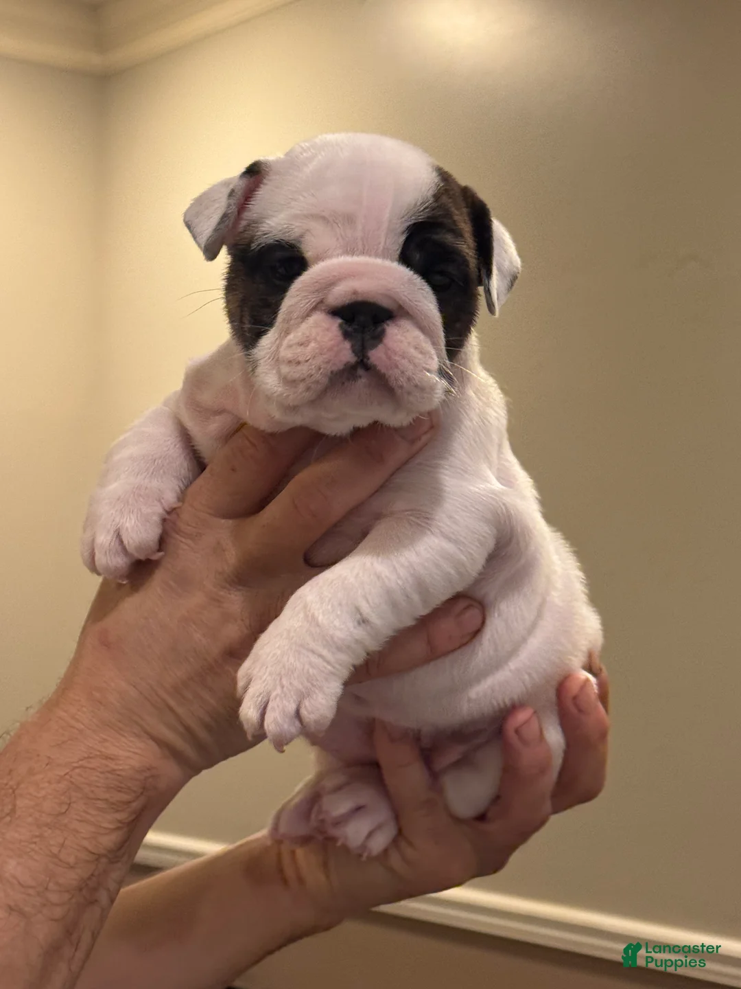 English Bulldog dogs for sale: English Bulldog 3 - Ad 1