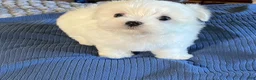 Maltese dogs for sale: Maltese  - Ad 2