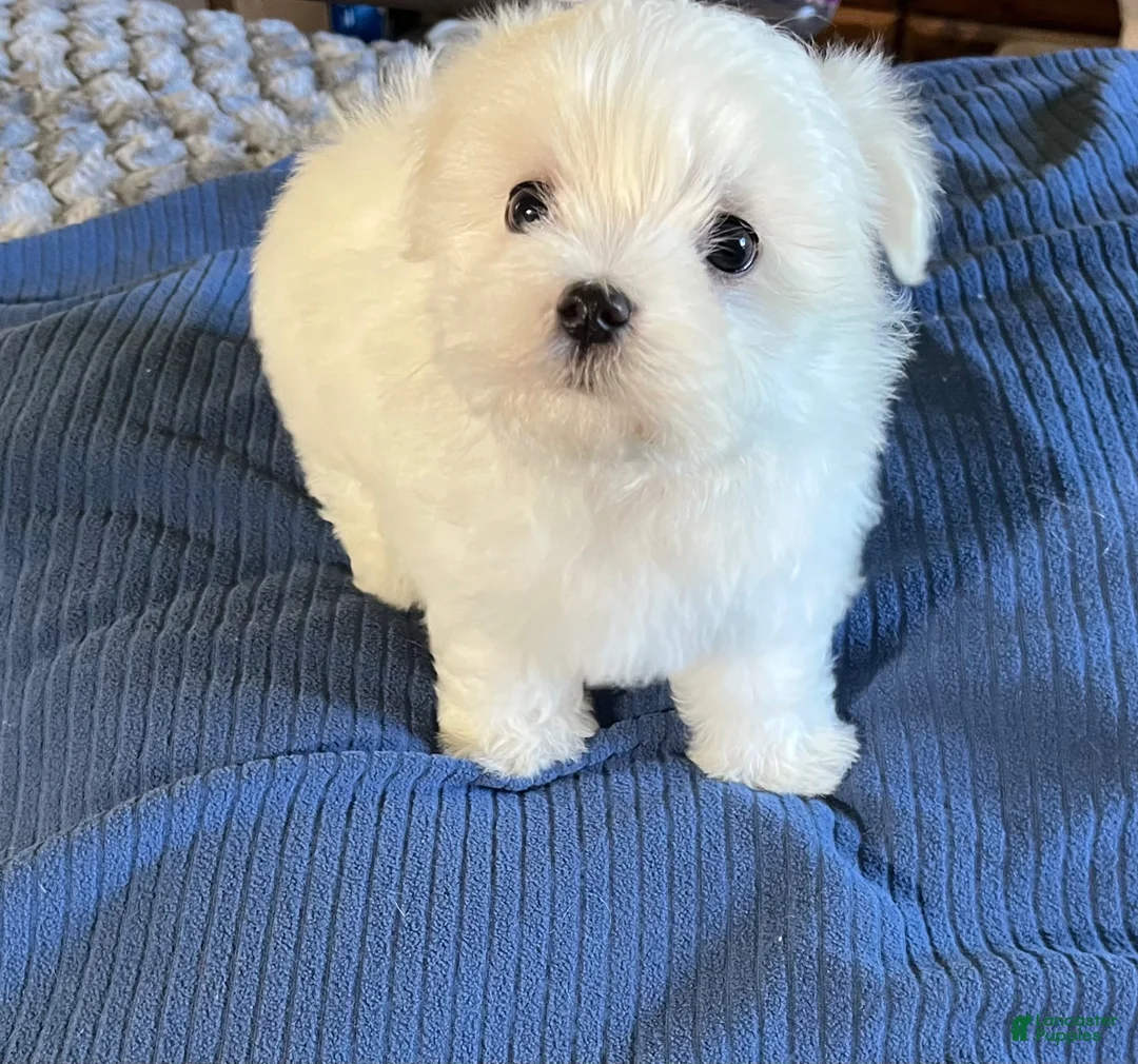 Maltese dogs for sale: Maltese  - Ad 2