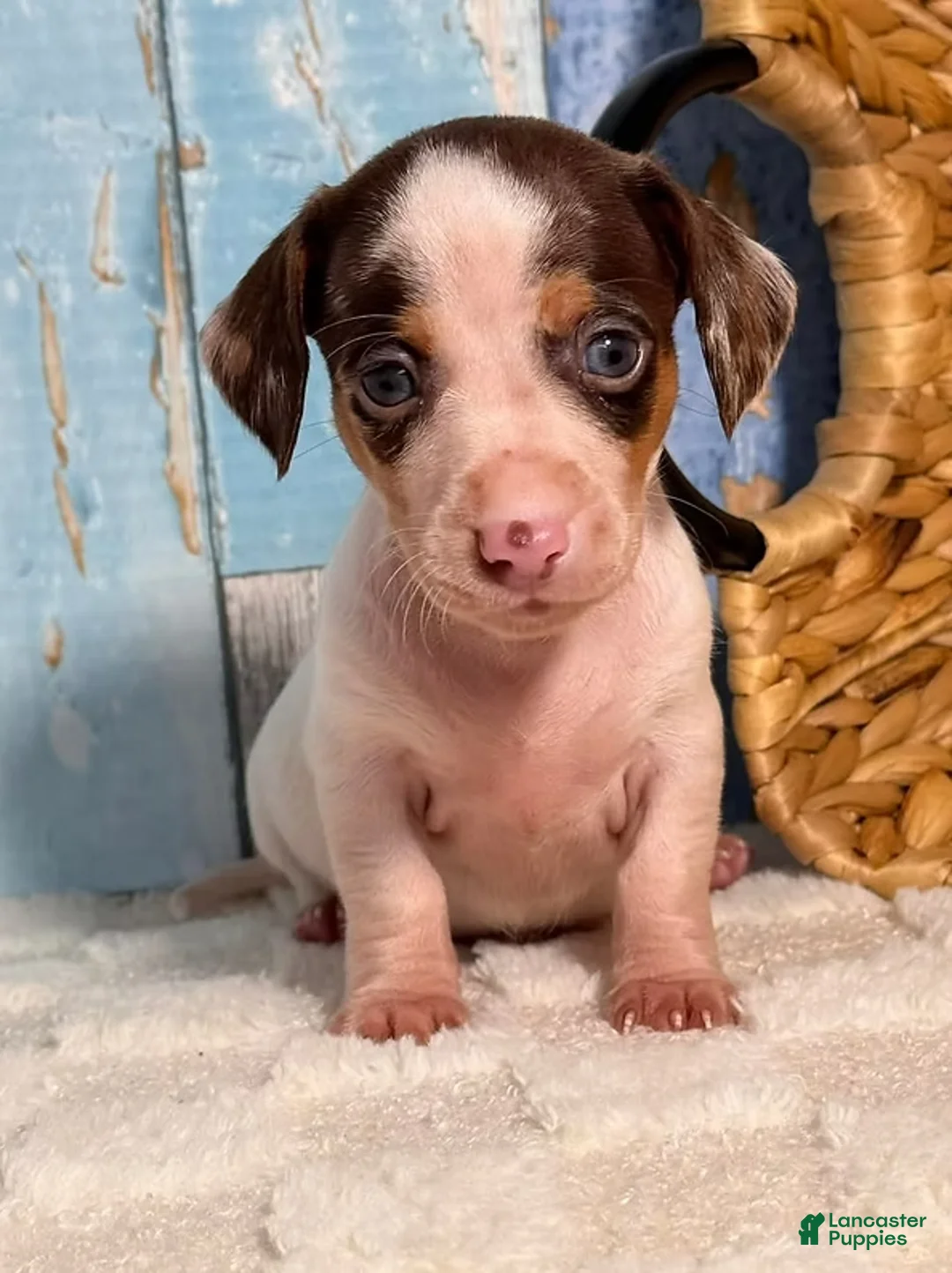 Miniature Dachshund dogs for sale: Miniature Dachshund Puppy 1 - Ad 2