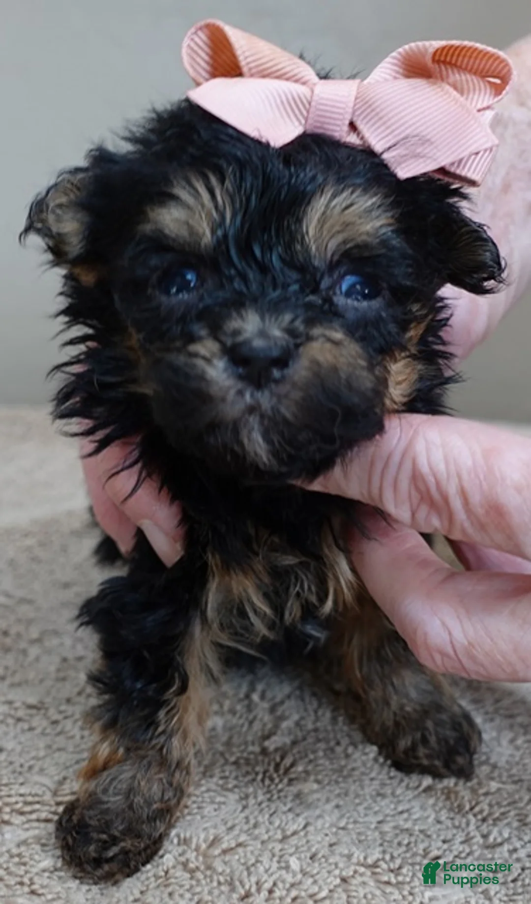 Maltipoo dogs for sale: Aurora - Ad 1