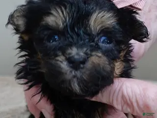 Maltipoo dogs Aurora - Ad 5