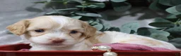 Cavapoo dogs for sale: Bliss - Ad 6