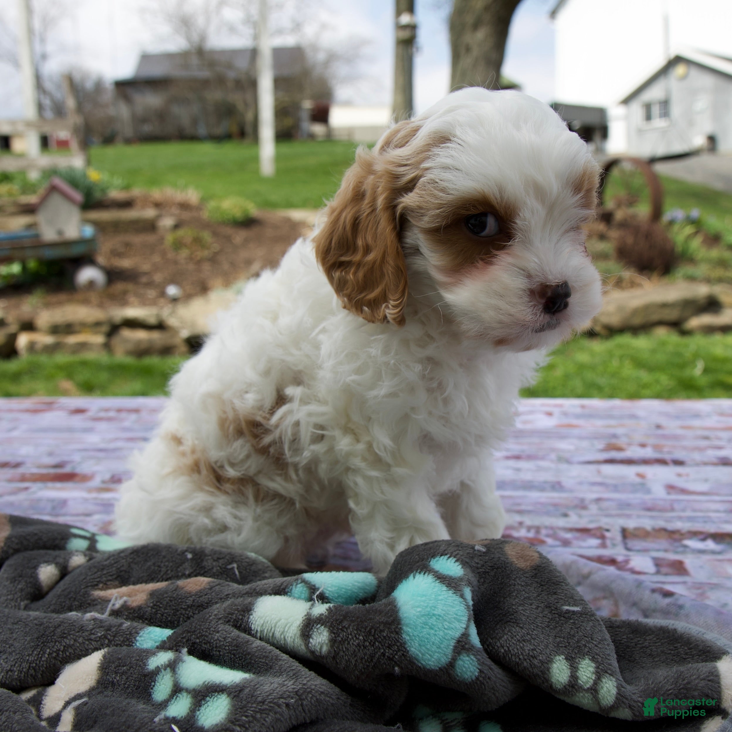 Cavapoo dogs Logan - Ad 2
