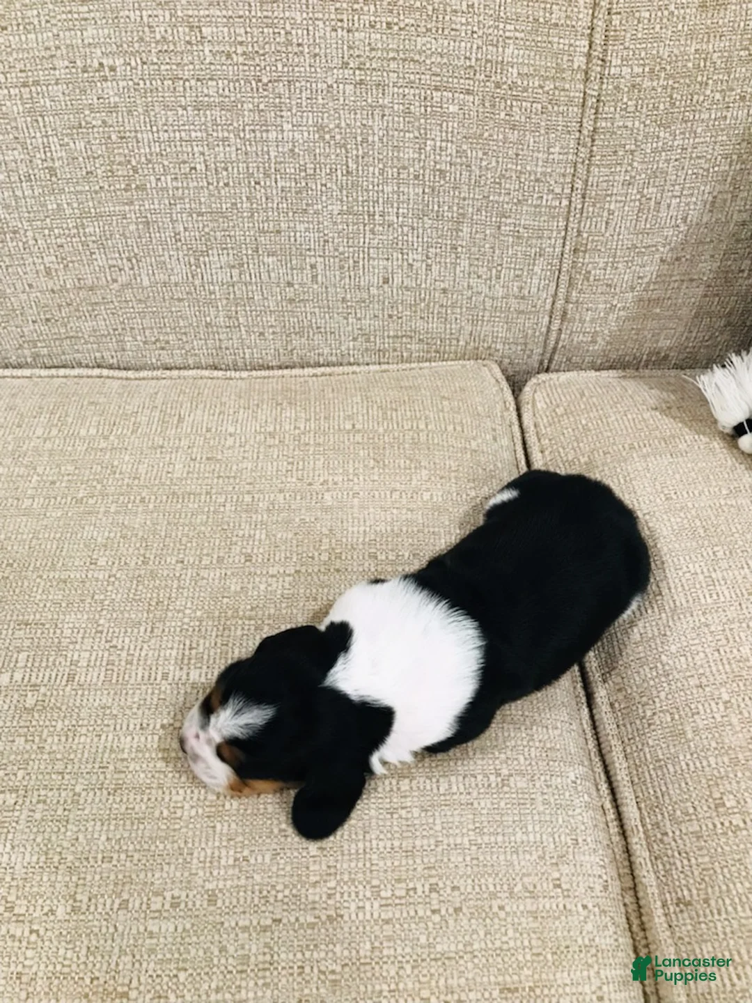 Basset Hound dogs for sale: Buddy-Male - Ad 2