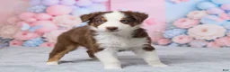 Australian Shepherd dogs for sale: Zoey - Ad 3