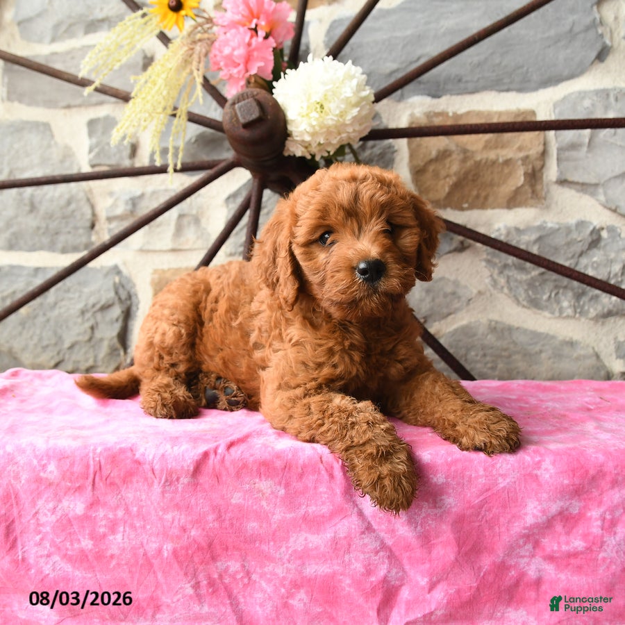 Mixed Breed dogs Leila - Ad 2