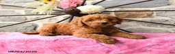 Mixed Breed dogs for sale: Leila - Ad 2