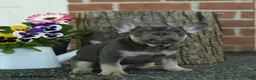 French Bulldog dogs for sale: Skippy - Ad 5