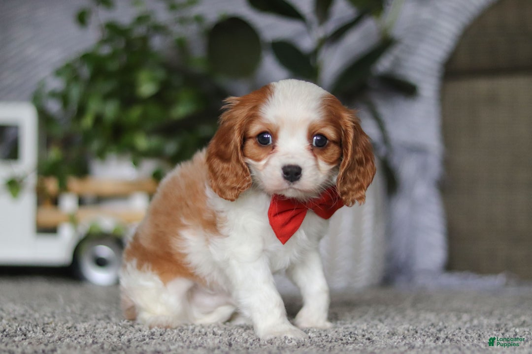 Cavalier King Charles Spaniel dogs for sale: Gypsy - Ad 5