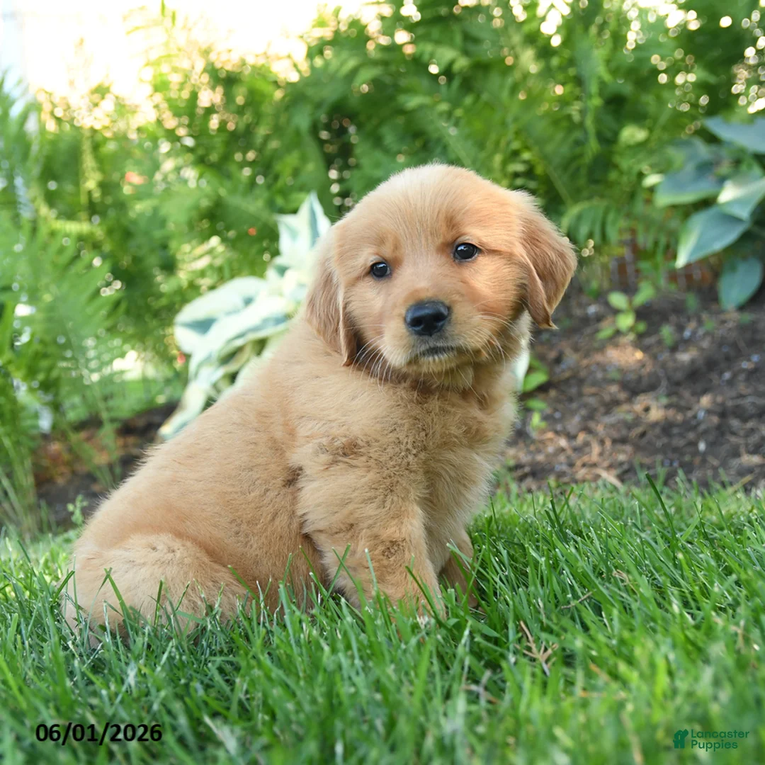 Golden Retriever dogs for sale: Louis - Ad 2