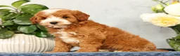 Mini Goldendoodle dogs for sale: Quenton - Ad 3