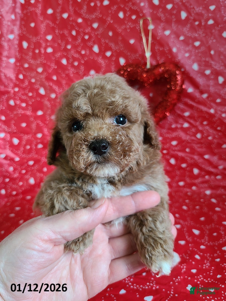 Bichpoo dogs Dash - Ad 2