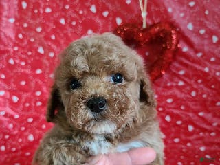 Bichpoo dogs Dash - Ad 2