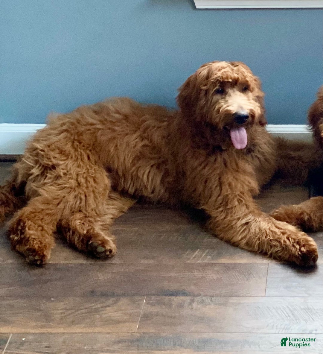 Gallery Image {{count}}