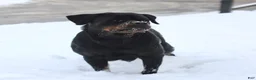 Rottweiler dogs for sale: Renzo - Ad 6