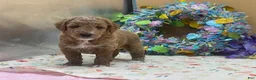 Mini Goldendoodle dogs for sale: Smokey Mini Goldendoodle Puppy  - Ad 7