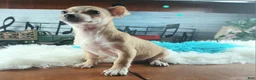Chihuahua dogs for sale: Nationwide delivery. Popcorn boy green - Ad 8