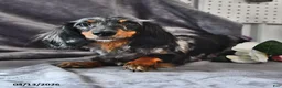 Miniature Dachshund dogs for sale: Coco  - Ad 6