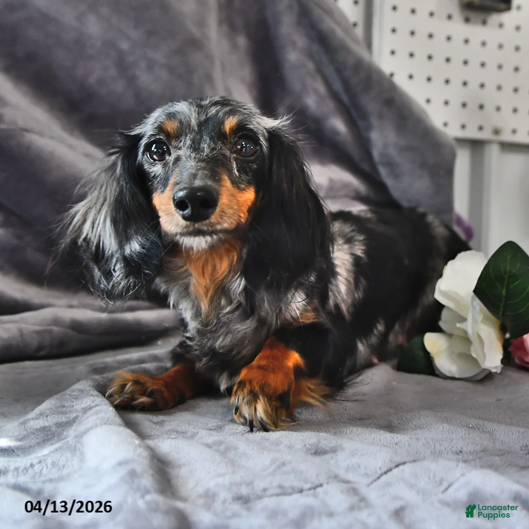 Miniature Dachshund dogs for sale: Coco  - Ad 6